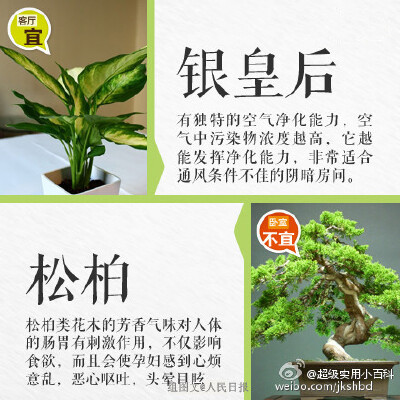 【妆点室内的花草哪些适合摆放在客厅？哪些不宜放在卧室？】