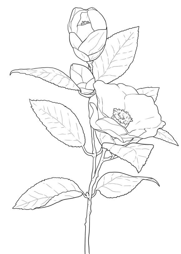 绘画教程 花 素材