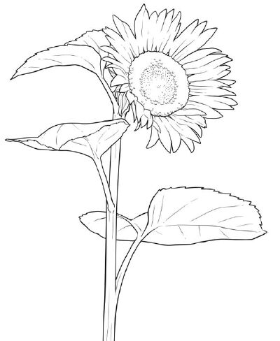 绘画教程 花 素材