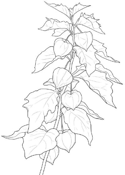 绘画教程 花 素材