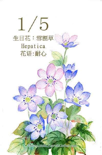 微博：@豆芽君的haru酱 