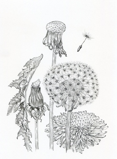 插画家Noel Badges Pugh在Tumblr上的素描作品，包括了不同类型的花的描绘，逼真、细致。