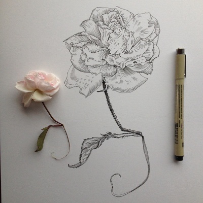 插画家Noel Badges Pugh在Tumblr上的素描作品，包括了不同类型的花的描绘，逼真、细致。