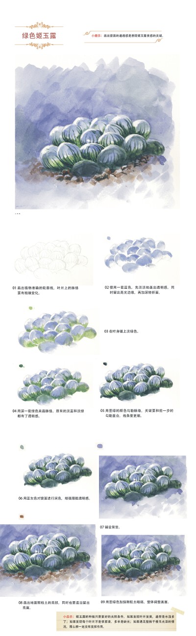 本案例摘自人民邮电出版社出版的《水色斑斓》——绿色姬玉露
