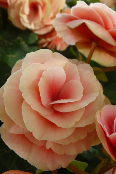 秋海棠Begonia grandis Dry.古名“八月春”，又称八香、相思草。是著名的观赏花卉，花色艳丽，花形多姿，叶色妖嫩柔媚、苍翠欲滴。唐玄宗曾用“海棠睡未足”来形容杨贵妃酒醉未醒，朦胧倦妆之态。秋海棠不仅以其四季…