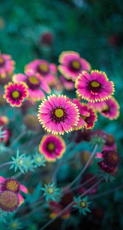 花