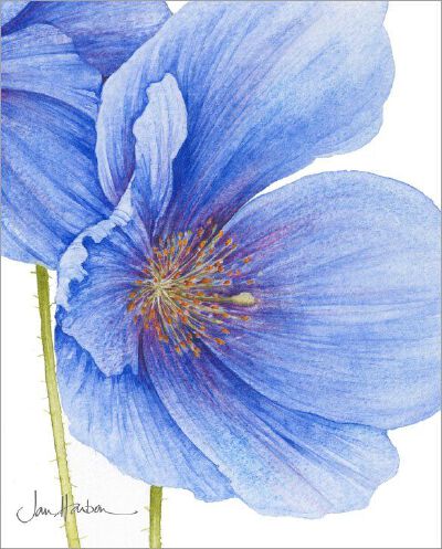 “花”系列水彩画--by Jan Harbon 英国