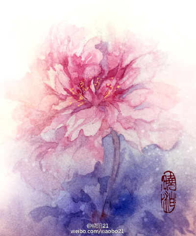 晓泊