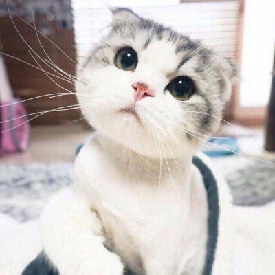 大脸猫喵星人