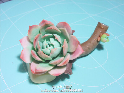  #以假乱真的神级手作# 粘土多肉 2 by:@PinkM墨仔