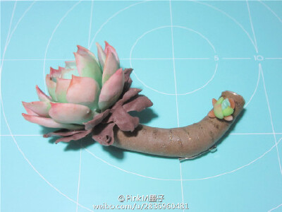  #以假乱真的神级手作# 粘土多肉 5 by:@PinkM墨仔