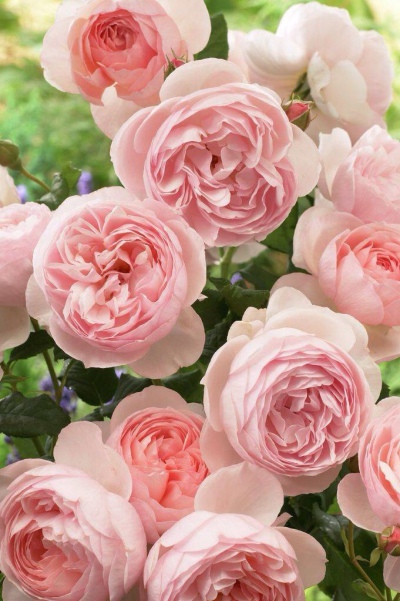 卷心菜玫瑰(cabbage rose)，美不胜收（source: pinterest）