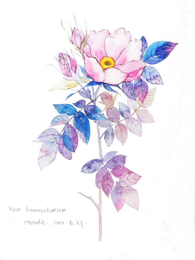 手绘水彩 花