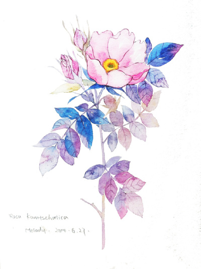 手绘水彩 花