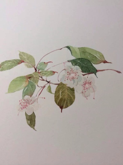  作者@南方 中国风插画古风 古韵 水彩 植物 花间 转自网络侵删致歉 【国风雅韵】