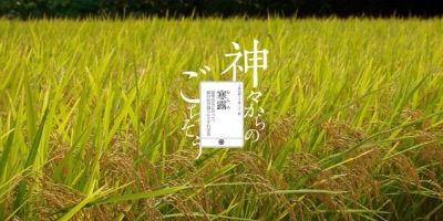 寒露 二十四节气 中国风插画古风 古韵 水彩 植物 花间 转自网络侵删致歉 【国风雅韵】