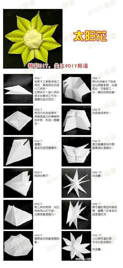 太阳花