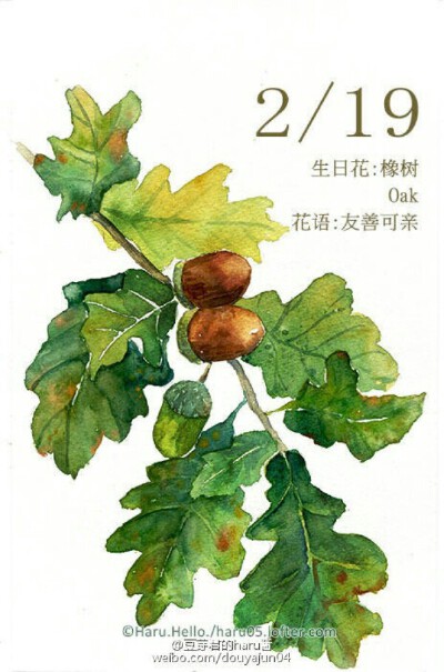 橡树~~(๑• . •๑)