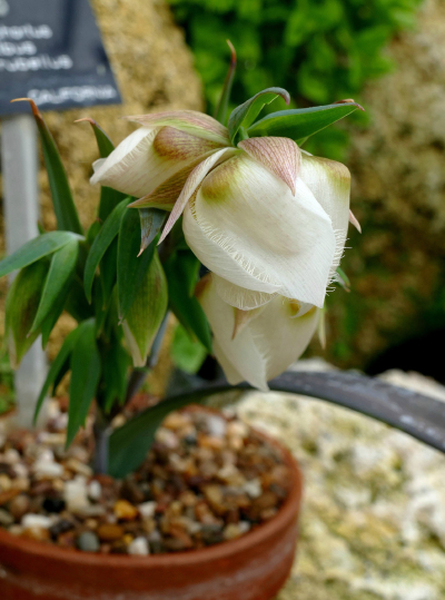 白花仙灯 Calochortus albus var. rubellus ，仙灯属（蝴蝶百合属）。