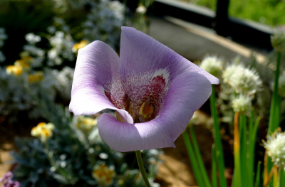 挺拔仙灯 Calochortus venustus ，仙灯属（蝴蝶百合属）。