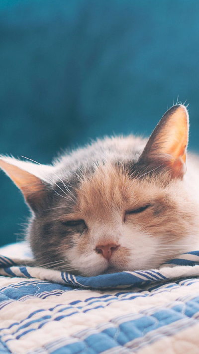 动物 宠物 猫