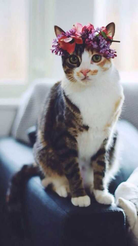 宠物 动物 猫 咦，这是什么鬼