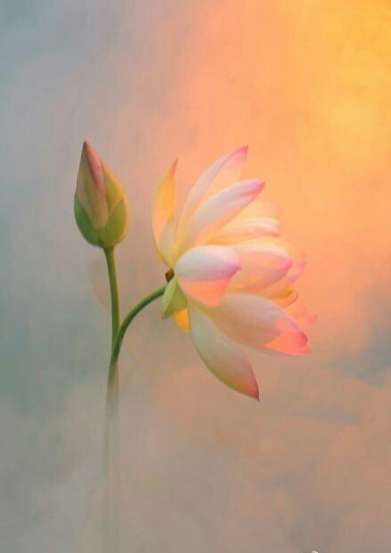 荷花 壁纸 唯美
