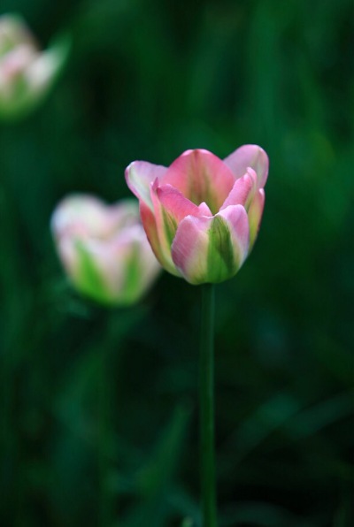 郁金香花