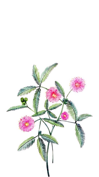 wallpaper 壁纸 锁屏 背景 手机 插画 平铺 花 含羞草