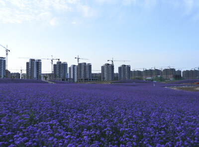 金昌花海