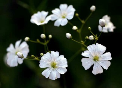 满天星 花语为：清纯、关怀 情感上，代表着“甘愿做配角的爱”。意为：永远守护你，却绝对不会干涉你的生活。分为 仙女（Bristol Fairy）完美（Perfecta）红海洋（RedSea） 火烈鸟（Hamingo）钻石（Flamingo）五…