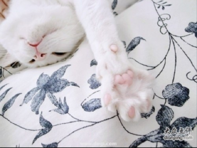 猫爪控