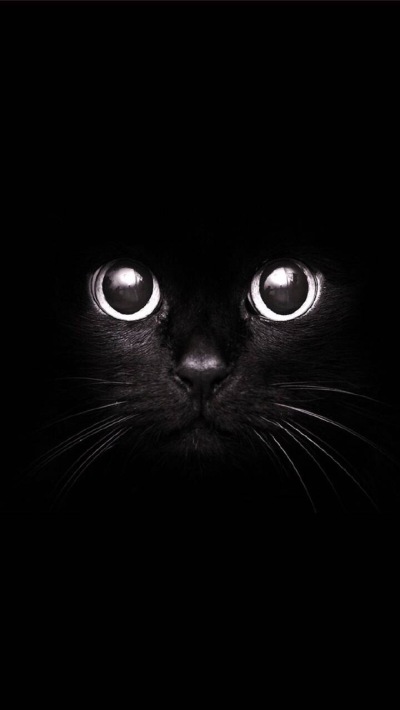 iPhone壁纸 黑白 猫