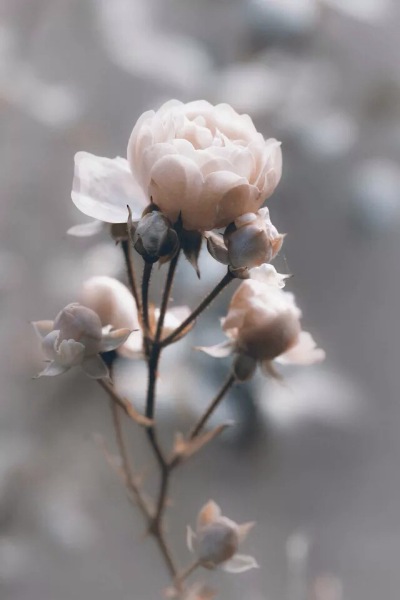 花的旧色调
