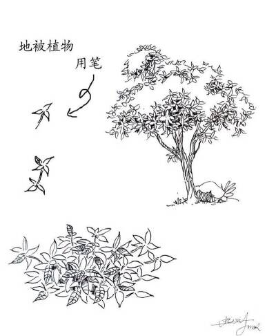 #绘画学习# 一些实用的 植物速写技法，累积下来了好资料，学习！
