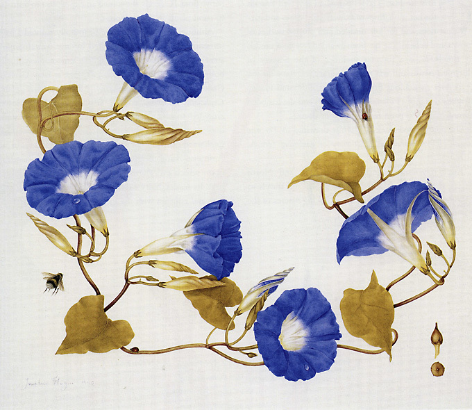 Morning Glory 牵牛花 Watercolor on paper 310x360mm Artisit: Josephine Hague, born Liverpool, England 1928