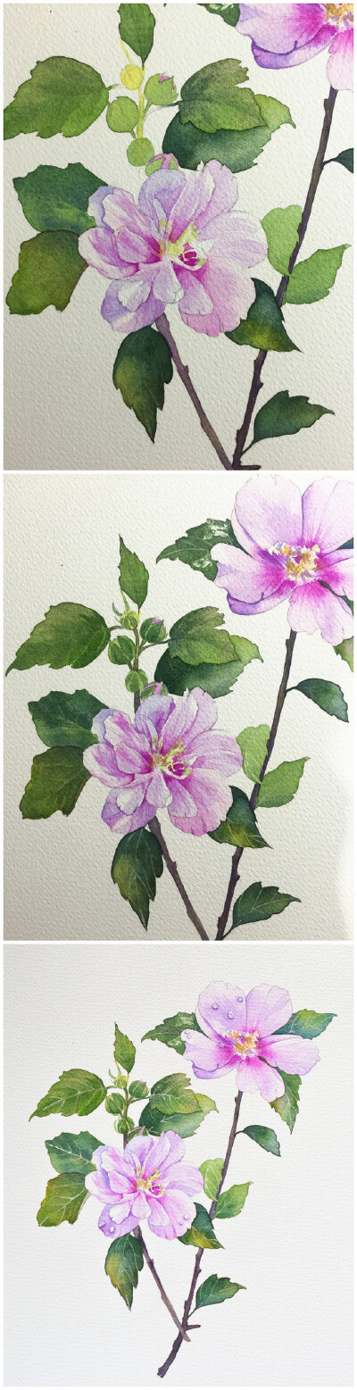 水彩，木槿花