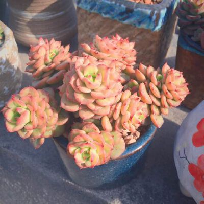 蜡牡丹叶片肉质厚实，轮生，卵圆形或心形，叶端有钝尖，叶面不平，呈中间内凹，两边中心部位凸起，排列紧密成莲花状，几乎看不见茎，组成的叶盘，犹如一朵盛开的微型、精致的牡丹花。蜡牡丹，喜温暖、干燥和阳光充足…