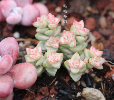 彩色蜡笔（crassula pastel），景天科青锁龙属。彩色蜡笔为多年生肉质草本植物，植株丛生，有细小的分枝，茎肉质，时间养久了茎会逐渐半木质化。彩色蜡笔原产南非，需要阳光充足和凉爽、干燥的环境，耐半阴，怕水涝…