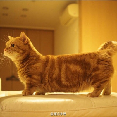 猫咪