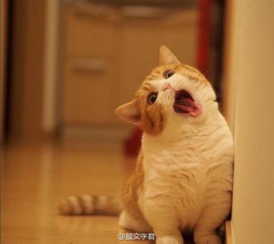 猫咪