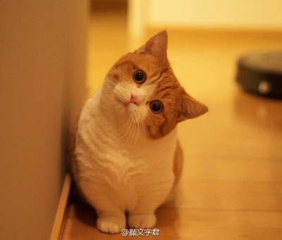 猫咪