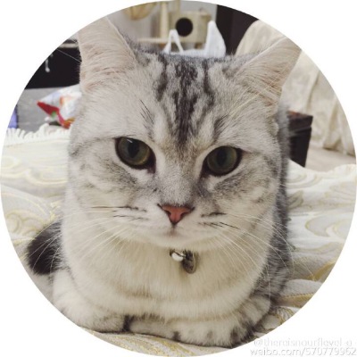 猫咪