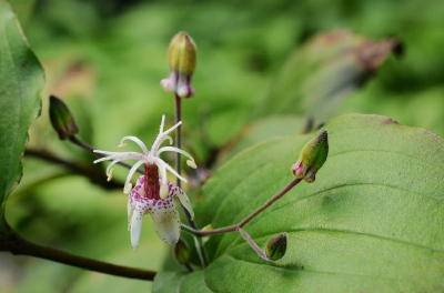 Tricyrtis macropoda 油点草，油点草属。日名“杜鵑草（ほととぎす）”。
