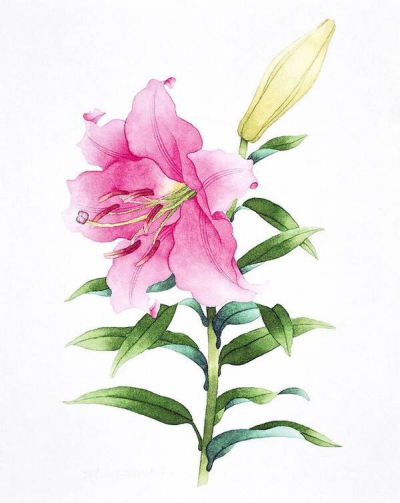 百合