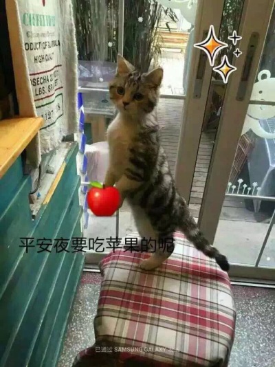 猫咪