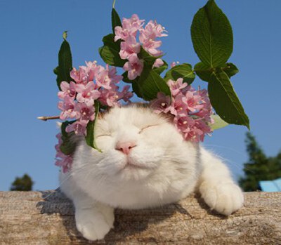 猫