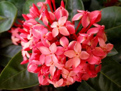 绣球花