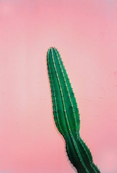 仙人掌