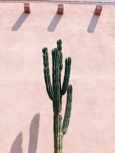 仙人掌
